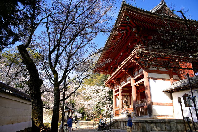 さくら旅22 醍醐寺 1 京都 奈良 水早 Mizuha 神社と写真と一人旅