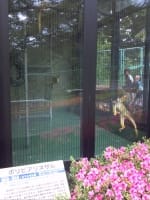 サル