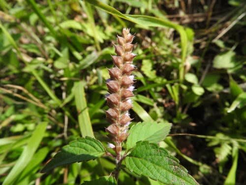 高ボッチ高原・鉢伏山で最近咲いている花　ナギナタコウジュ（薙刀香じゅ）