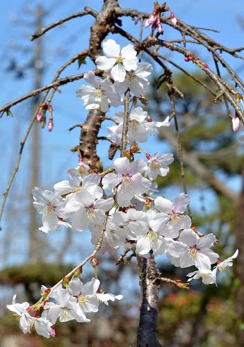 鉢植の桜 １ 富士しだれ桜 Koba の庭 春夏秋冬