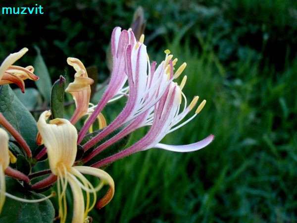 ロニケラ ペリクリメヌム Lonicera Periclymenum The Wild Flowers Of Portugal ポルトガルの野の花 ロニケラ ペリクリメヌム Lonicera Periclymenum The Wild Flowers Of Portugal ポルトガルの野の花