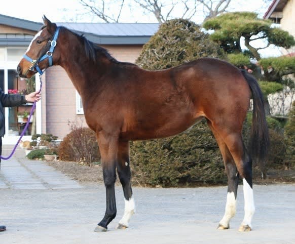 クラブ提供馬3頭の近況 有 村田牧場通信 クラブ提供馬3頭の近況 有 村田牧場通信