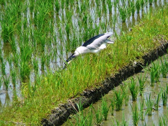 今年もゴイサギがやって来たの画像