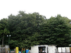 ちょっと戻って、交差点を左折しましょう。。。 右手に、こんもりとした雑木林が見えてきました。多分エックス山に間違い無いでしょうね。