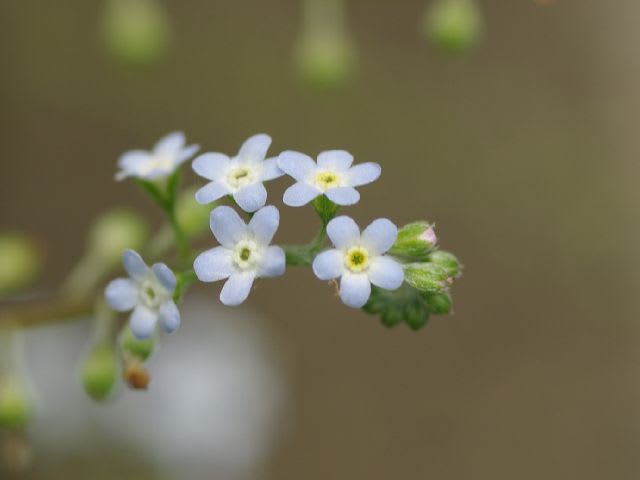 キュウリグサ