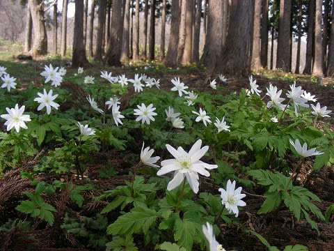 キクザキイチゲ 菊咲一華 花散歩