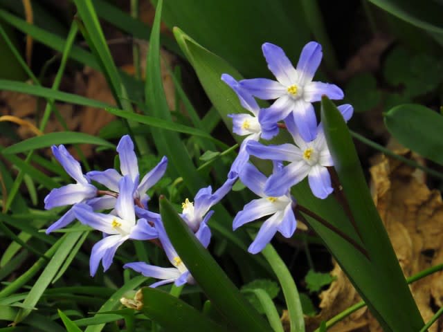 チオノドグサ 花蝶風月