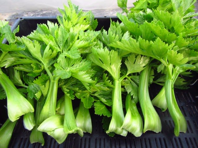 冬のセロリ 大好き 野菜の時間 冬のセロリ 大好き 野菜の時間