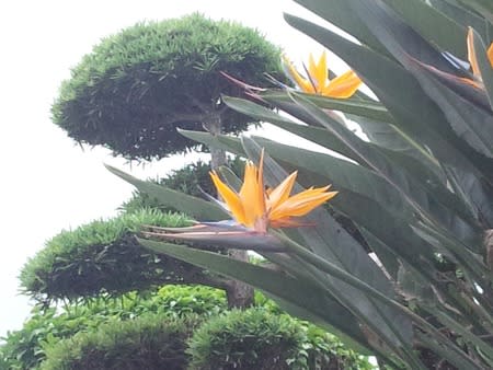 ストレリチア 極楽鳥花の花言葉とオーロラ どりーむ ますみ
