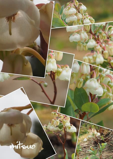 鈴蘭の木の花が咲きました My Garden 19 05 15撮影 団塊オヤジの短編小説goo
