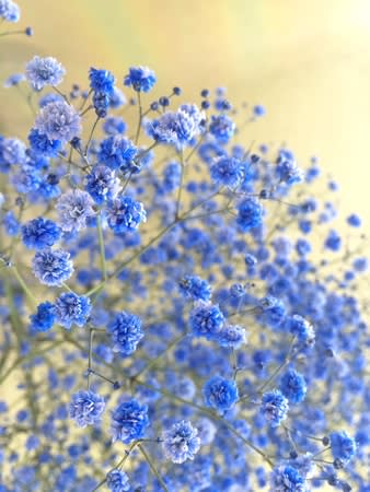 染めかすみ草 花のある生活 染めかすみ草 花のある生活
