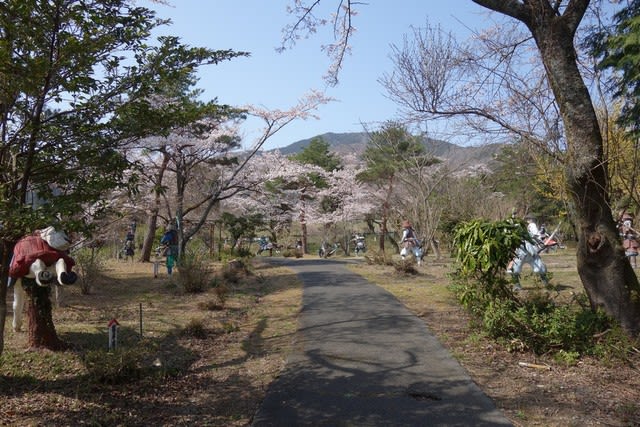 20190406_04桜が咲いてる.JPG