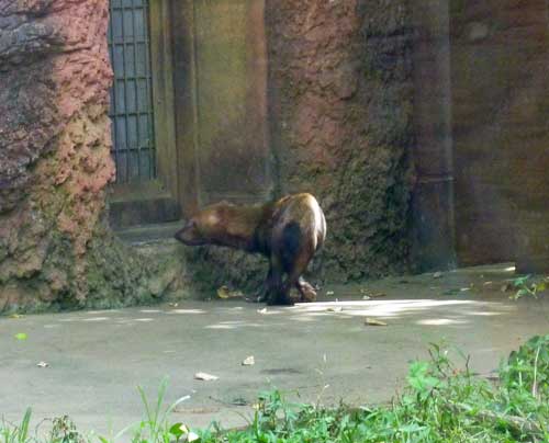 よこはま動物園ズーラシアは楽しいな ヤブイヌヤブイヌ こっちへおいで 振り向けばそこは 山が好きかも 横浜 スィート ハッピー シャイン Oh レイ よこはま動物園ズーラシアは楽しいな ヤブイヌヤブイヌ こっちへおいで 振り向けばそこは 山が好きかも 横浜 スィート ハッピー シャイン Oh レイ