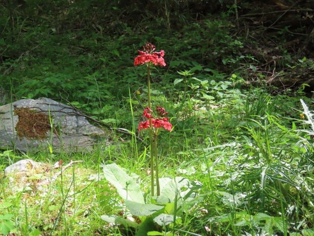 高ボッチ高原・鉢伏山で最近咲いている花　クリンソウ（九輪草）