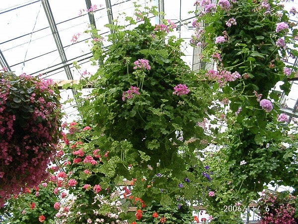 立体菜園花壇の植物たち アイビーゼラニューム ｗｙｚ流立体菜園 緑花術 New Vertical Edible Garden Technique