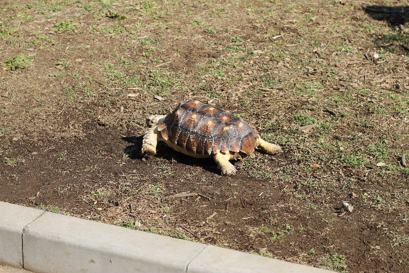 亀のお散歩 まろの公園ライフ