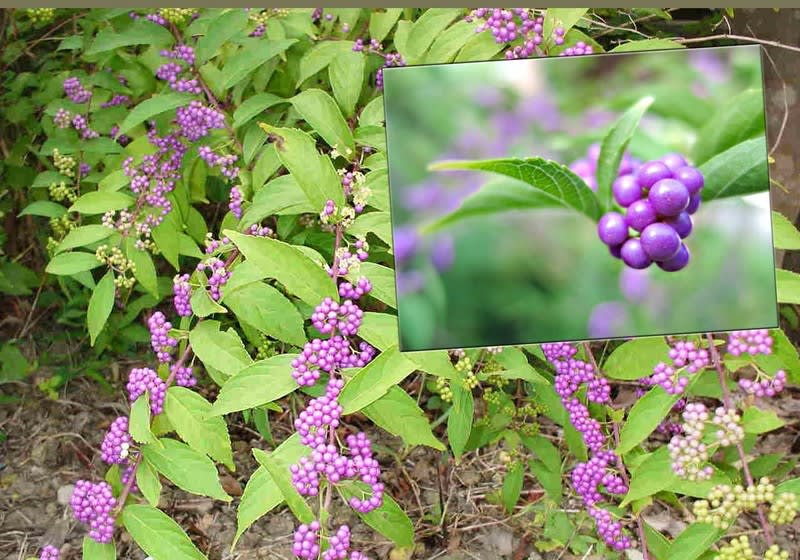 花彩々 紫式部 花彩々 四季を彩る草花をコンデジやｐｃ画で綴る 混彩々ブログです 画面下の 画像一覧 を覗き見て頂けば幸です