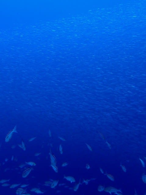 雨雲 かと思いきや イワシの大群 Aqua Del Rey大島ブログ たこつぼ