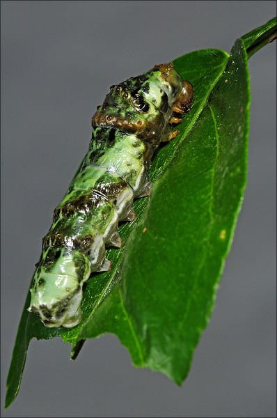 クロアゲハ の 幼虫