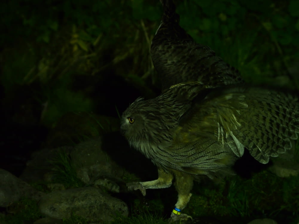 羅臼 鷲の宿の４羽のシマフクロウ ダイビングと生き物の写真ブログ 魚 鳥 花 蝶 トンボなどなど
