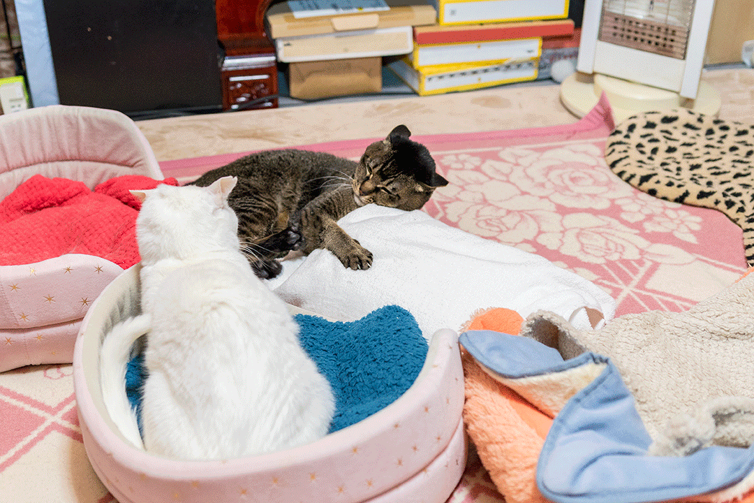 ムー リン のブログ記事一覧 ねこのひとりごと ムー リン のブログ記事一覧 ねこのひとりごと
