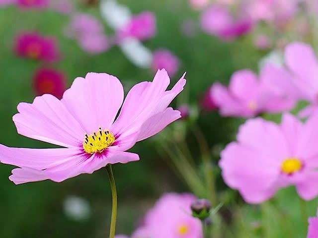 秋の味覚・栗 - 陽だまりの中で…