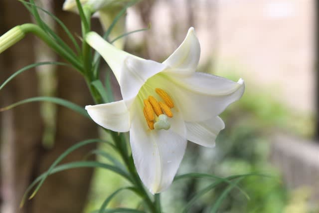 タカサゴユリ 我が家の庭 千葉県白井市 Shuの花日記