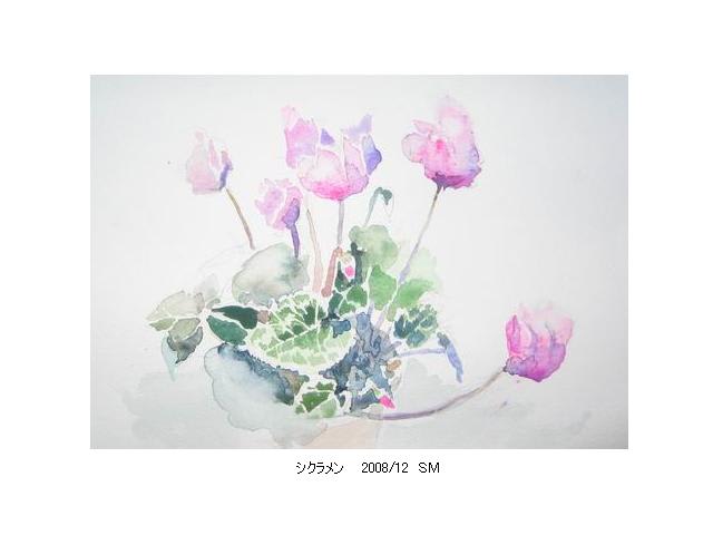 シクラメン 無名シニアの水彩画日記
