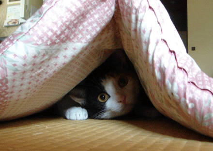 物陰から飛び出せまつり まんじゅうかわいいー 物陰から飛び出せまつり まんじゅうかわいいー