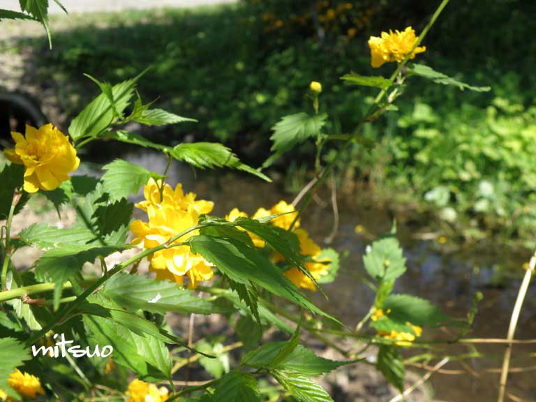 八重山吹咲きました My Garden 15 06 02 団塊オヤジの短編小説goo 八重山吹咲きました My Garden 15 06 02 団塊オヤジの短編小説goo