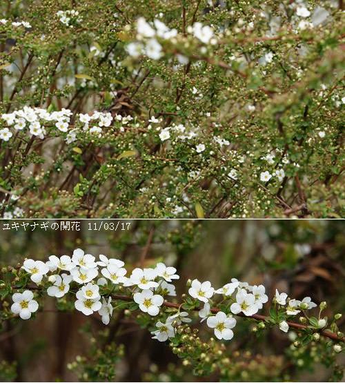 ユキヤナギ 雪柳 新葉のような総苞と純白の花 里山コスモスブログ