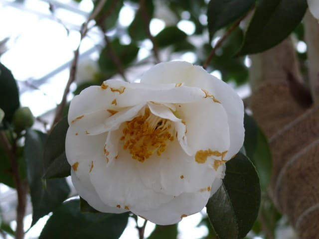 世界の椿館 碁石 の椿 月の都 つきのみやこ 15年12月10日 木 Peaの植物図鑑