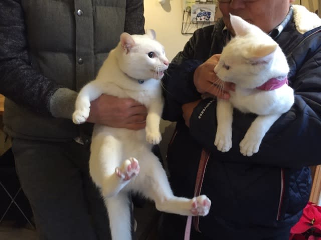 同じ白猫ちゃんに会いました オッドアイ白猫 アミ 見てね 同じ白猫ちゃんに会いました オッドアイ白猫 アミ 見てね