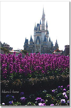 ディズニーランド 2月12日編 Hikaruの思い出日記