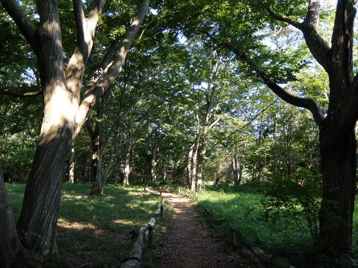 百名山の麓をたずねて ４ 筑波山 筑波実験植物園 8月 心が満ちる山歩き