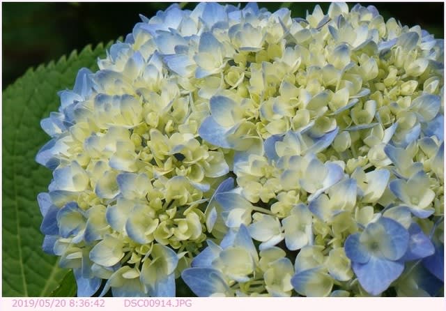 アジサイ 花色が白から青へ 散歩写真