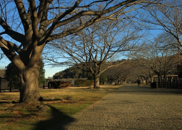 ぶら散歩～引地川親水公園 - MR.コールマンの挑戦日記