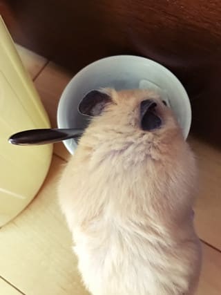 味見ちまちゅ 味見ちまちゅ