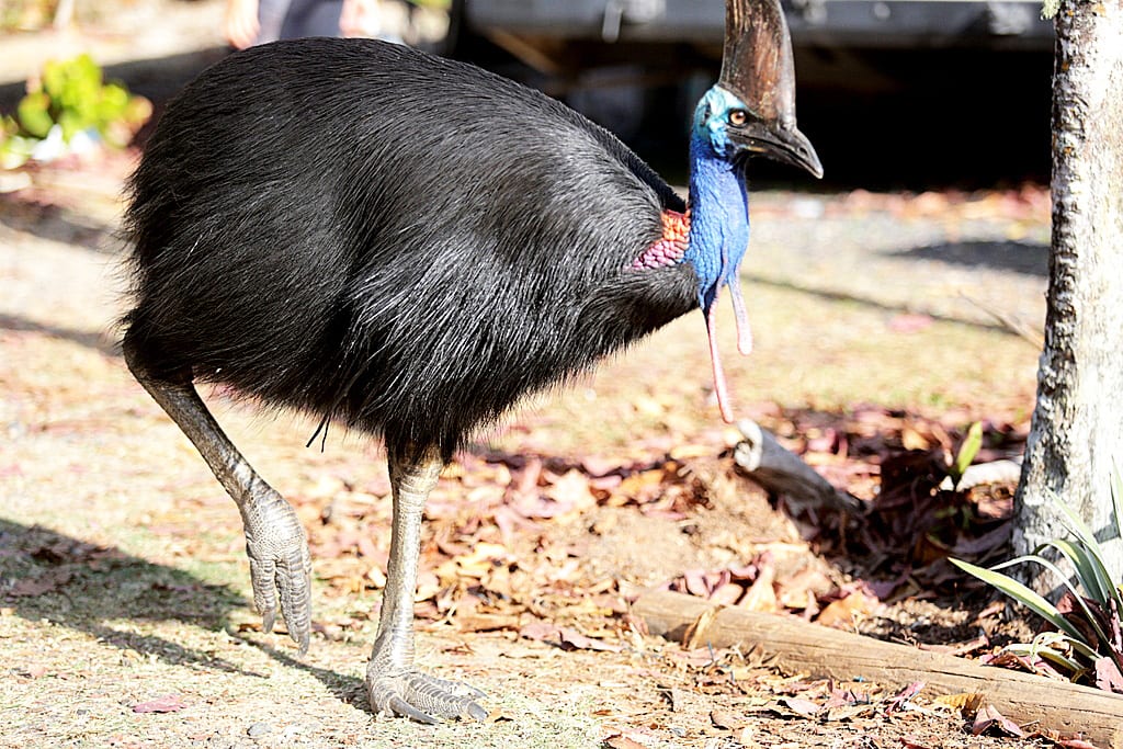 ヒクイドリ 心のおもむくままに 鳥撮り日記