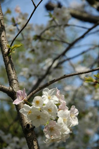 sakra096.jpg: 桜の花。白い花とピンクの花が混在