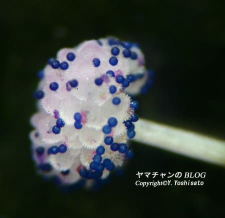 朝顔 雌蕊 各種顕微鏡写真でがってん 花 動物の写真のペ ジgoo 朝顔 雌蕊 各種顕微鏡写真でがってん 花 動物の写真のペ ジgoo