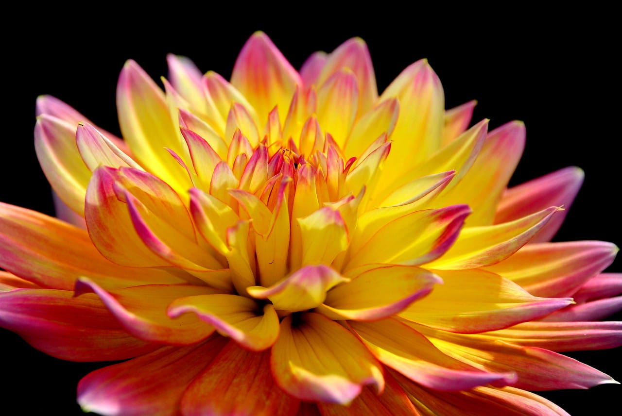 ダリアの花言葉は華麗に優雅という 写真ブログ ずバッと 今日の１枚