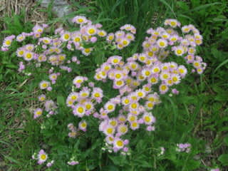 よく見ればなずな花咲く垣根かな 気ままに