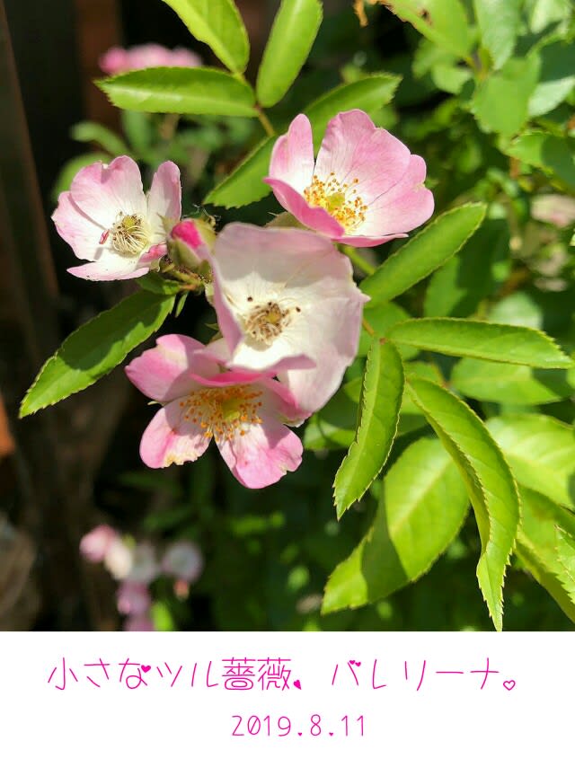 可愛いツル薔薇 バレリーナ 春に続いてまた咲いてくれました Mkママと田舎おやじの 気分は上々 可愛いツル薔薇 バレリーナ 春に続いてまた咲いてくれました Mkママと田舎おやじの 気分は上々