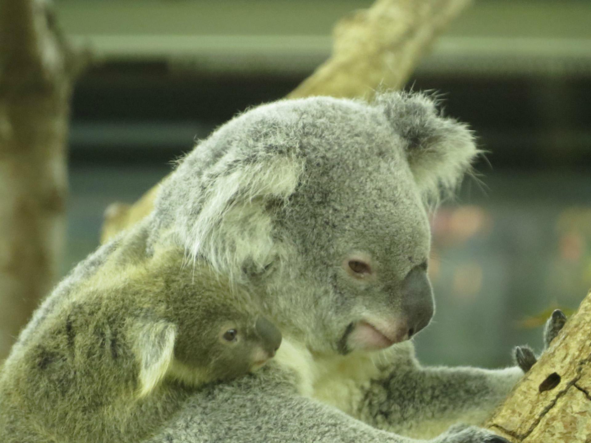 コアラの赤ちゃん どんぐりうさぎのタンポポ野原
