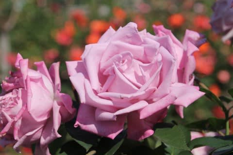 福山バラ公園 18秋 ふくやま の名が付くバラ ときどき花日記