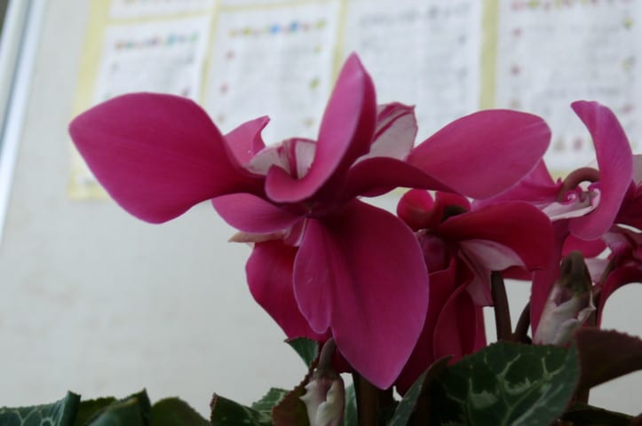 P3170212a