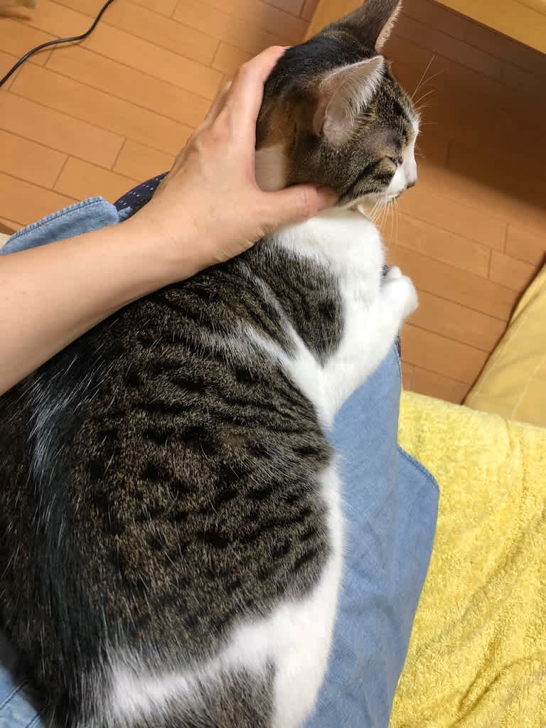 ねこという獣 子どもとうさぎとねこと音楽のある風景 ねこという獣 子どもとうさぎとねこと音楽のある風景