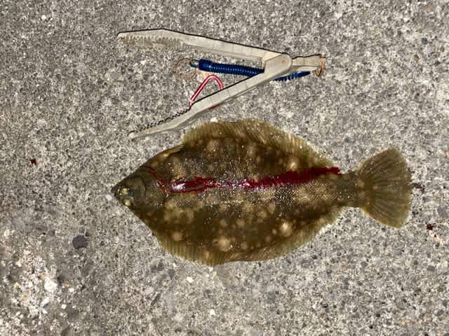 21年 1月5日 9日 カレイ釣り 顔と頭しか取り柄がないダメ人間の釣りブログ 21年 1月5日 9日 カレイ釣り 顔と頭しか取り柄がないダメ人間の釣りブログ