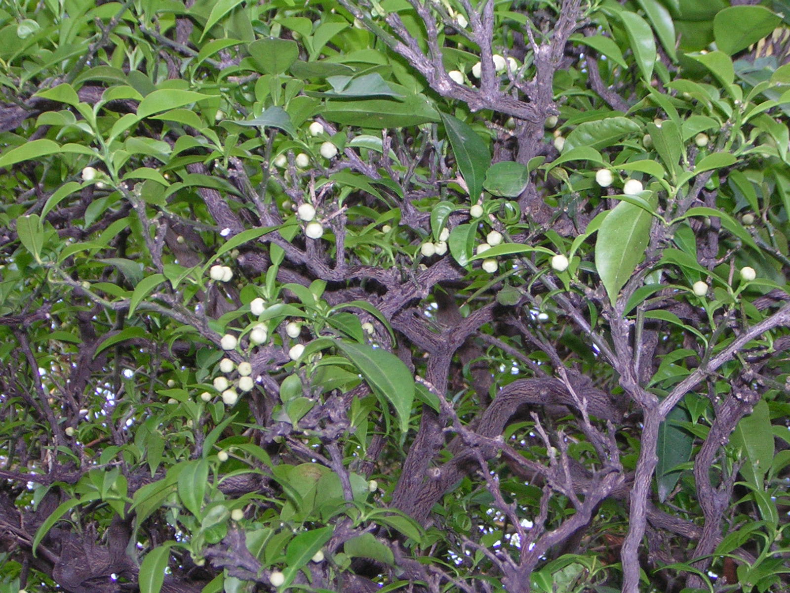 柚子の花のつぼみ 経済中心に書いてます 柚子の花のつぼみ 経済中心に書いてます